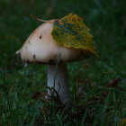 Brown Mushroom with Water Droplets Sheltering Yellow Leaf in Rainfall