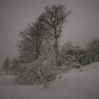 Snowy Night Landscape: Cozy House Amidst Trees & Snowfall