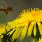 Honeybee hovering over vibrant yellow dandelion flower