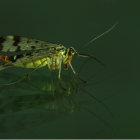 Colorful insect with delicate wings on reflective surface casting shadow