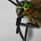 Colorful iridescent fly with detailed compound eyes and antennae on soft-focus background