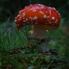 Vibrant Red Mushroom with Water Droplets in Dark Green Foliage