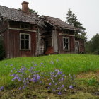 Abandoned wooden house with collapsing roof in overgrown field