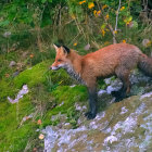 Red fox on moss-covered rock in lush autumn forest