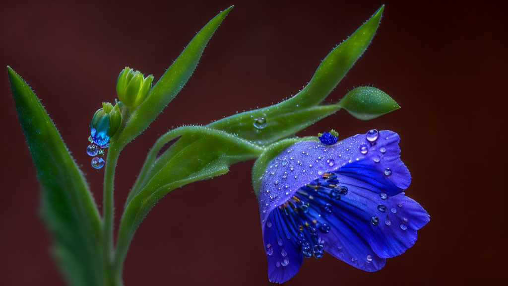 Vibrant Blue Flower with Water Droplets on Petals and Leaves on Reddish-Brown Background