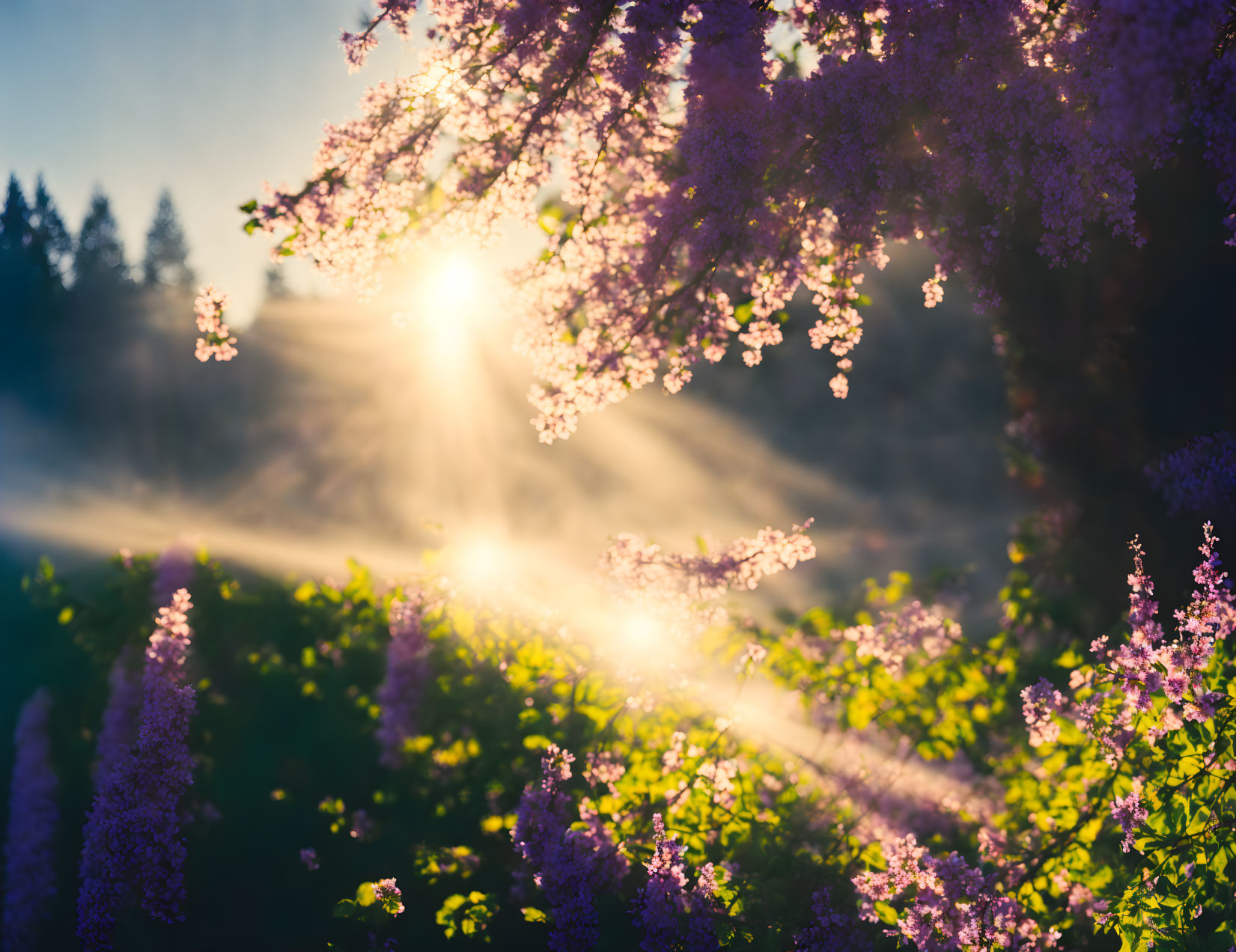 Sun rays through blooming purple flowers and greenery with soft focus effect