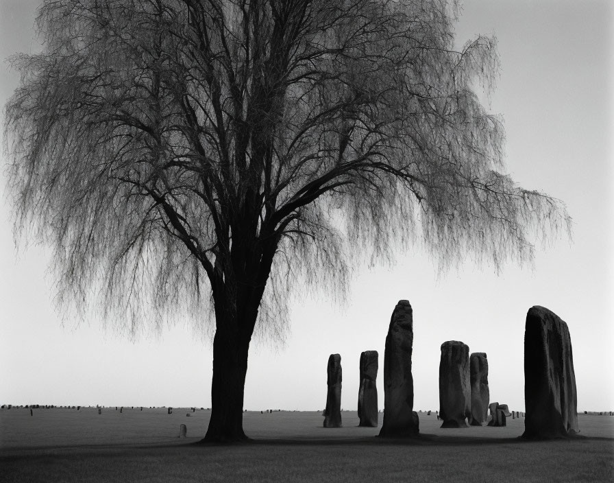 Majestic weeping tree and vertical stones under clear sky