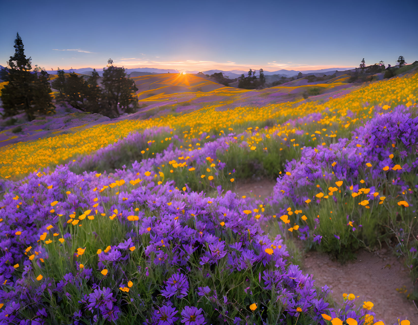 Vibrant purple and yellow wildflowers in sunset landscape