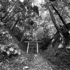 Monochrome infrared photo of surreal forest scene with twisted trees and serene waterbody