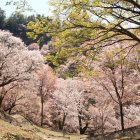 Colorful landscape with pink cliffs, lush greenery, waterfalls, whimsical trees under serene sky