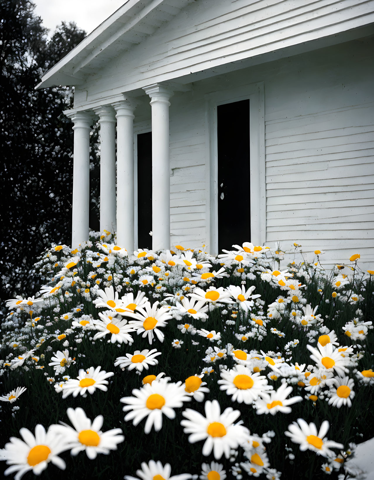 Classical Building with Columns Amid Daisy Flowers