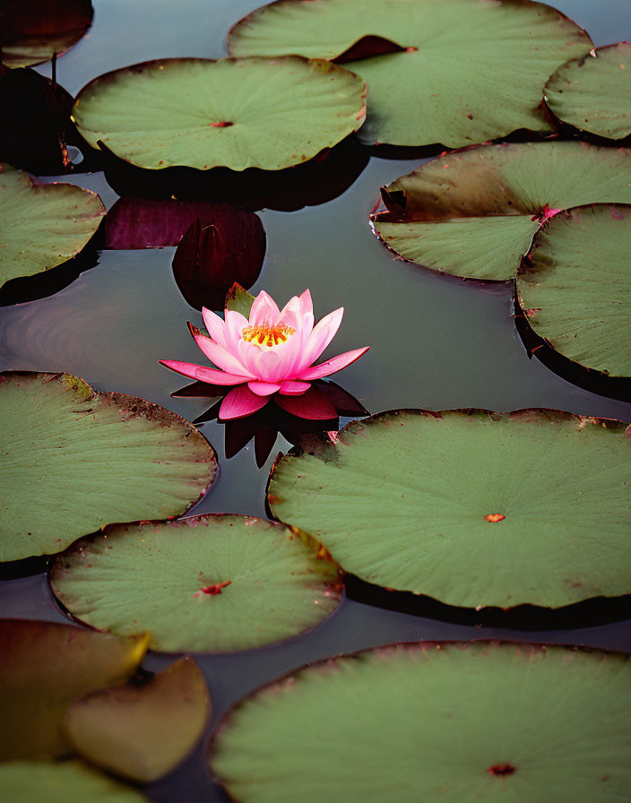 Pink Water Lily Blooms Among Green Lily Pads on Calm Pond