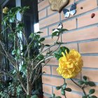 Large Yellow Flower in Terracotta Pot with Pink and Yellow Flowers on Vine