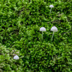 Miniature enchanted forest with moss-covered trees and whimsical doors