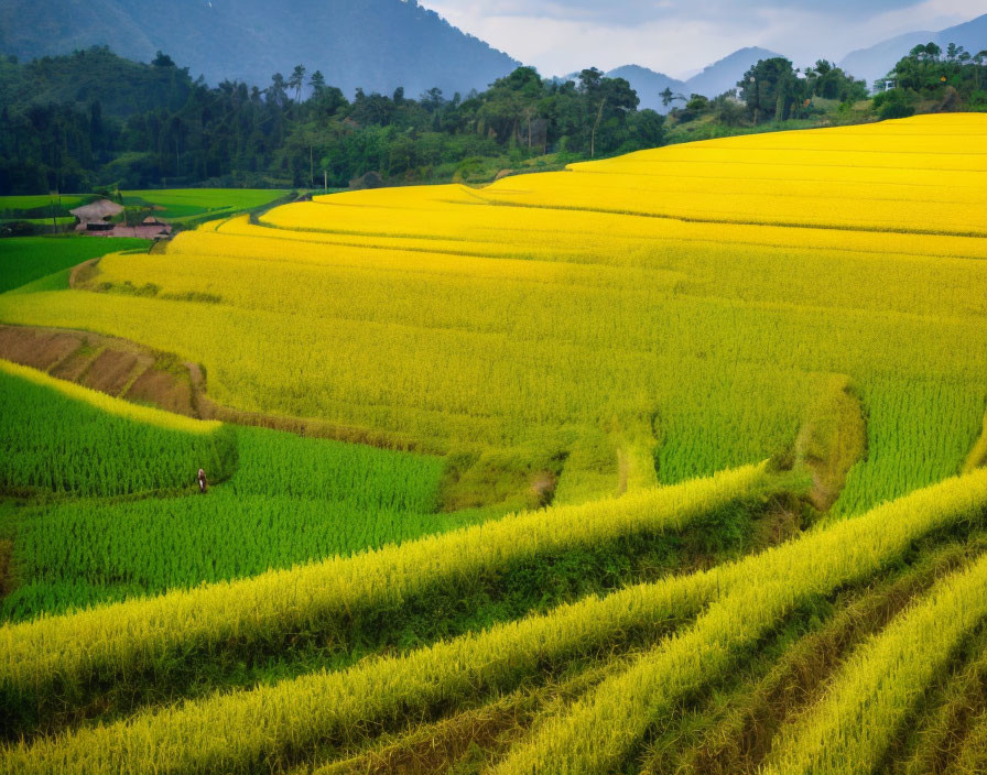 Scenic yellow terraced rice fields with green patches and hilly backdrop.