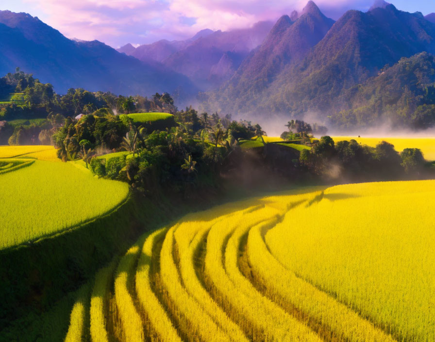 Rice field