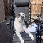 Black and White Dog on Outdoor Lounge Chair with Wooden Fence and Plant