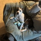 Four Dogs Sleeping Together on Cozy Patterned Blanket