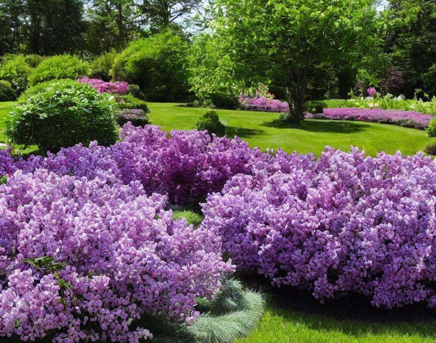 Blooming purple lilac bushes in lush garden setting