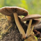 Fantastical landscape with oversized mushrooms and colorful fungi in misty forest.