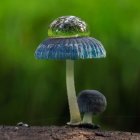 Luminous Blue Mushrooms in a Serene Forest Setting