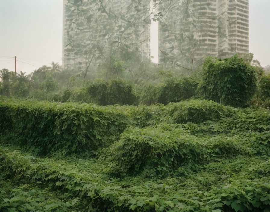 Green foliage and misty high-rise buildings.