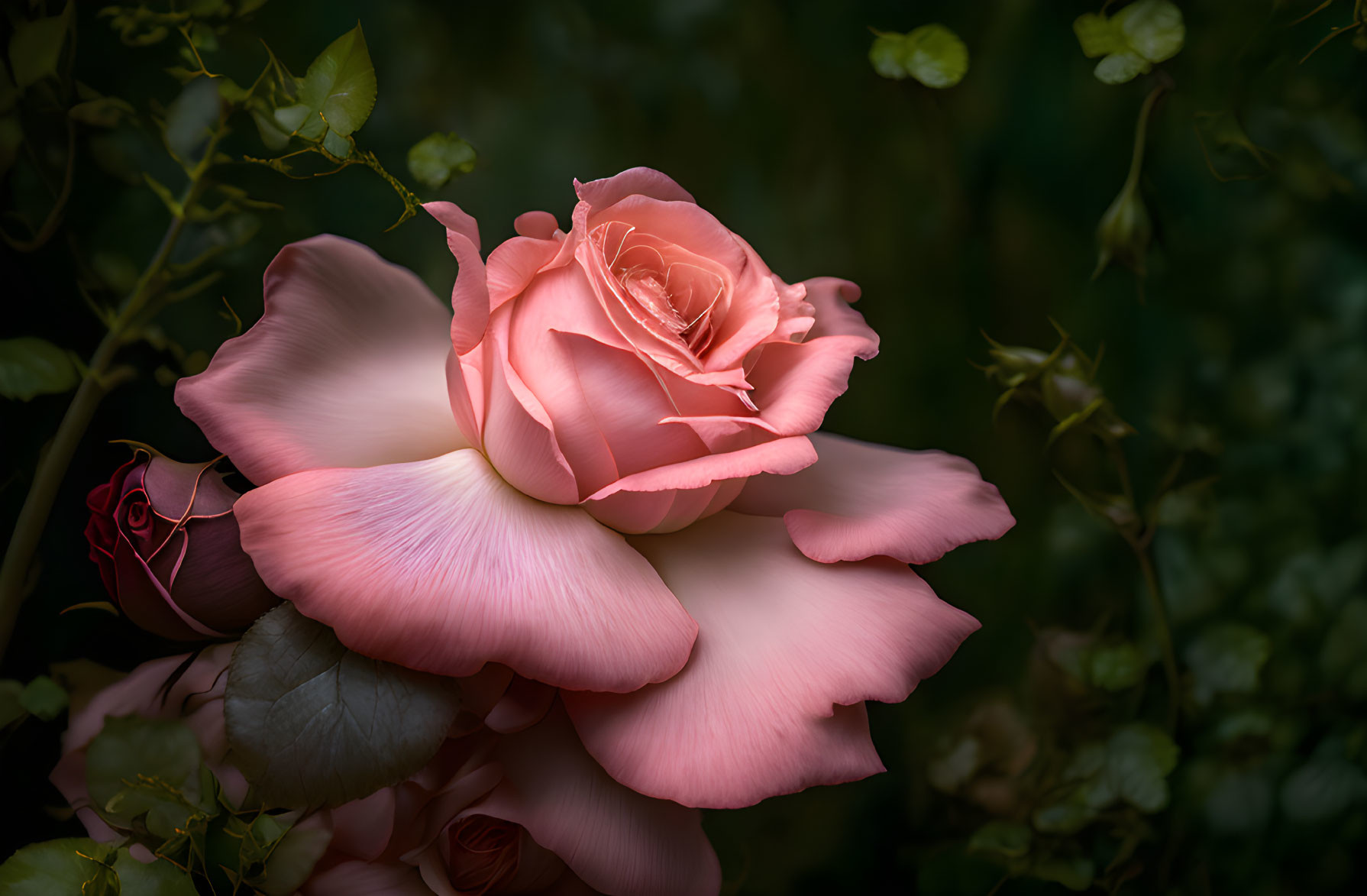 Pink rose in full bloom with dark green leaves and budding flower.