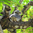 Colorful digital artwork featuring two owls on a branch against a whimsical forest backdrop