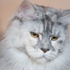 Regal long-haired cat with blue eyes and pointed ears on floral background