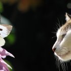 Striking fur cat observes butterflies near vibrant pink flower in serene setting