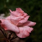 Pink rose in full bloom with dark green leaves and budding flower.