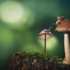 Snails on Glowing Mushrooms in Enchanted Forest Scene