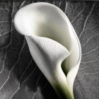 Detailed digital artwork: White calla lily on textured leaf background