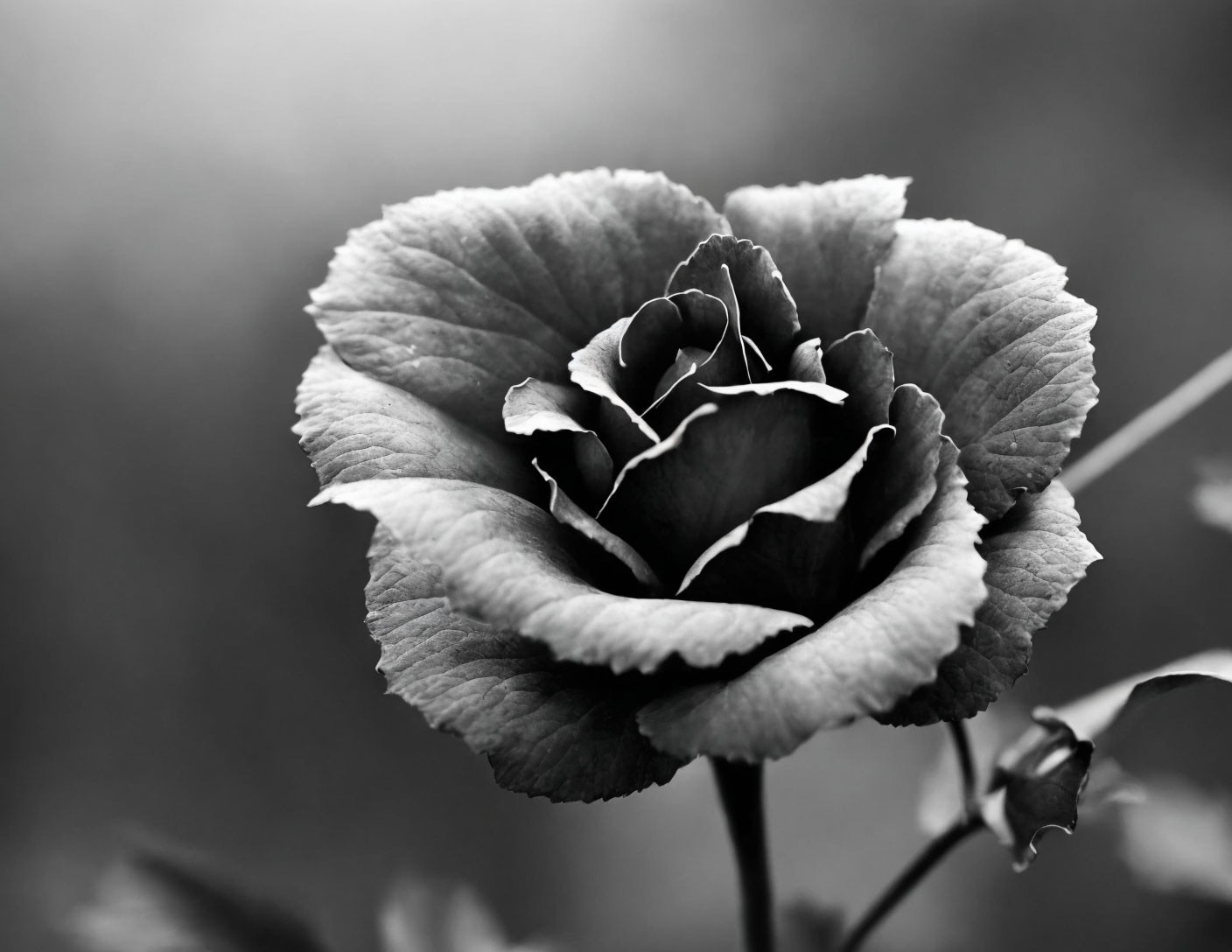 Detailed Black and White Close-Up of Rose Petals