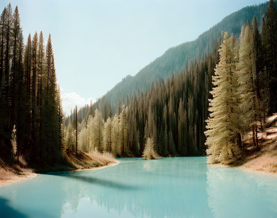 Tranquil river with coniferous trees under clear sky