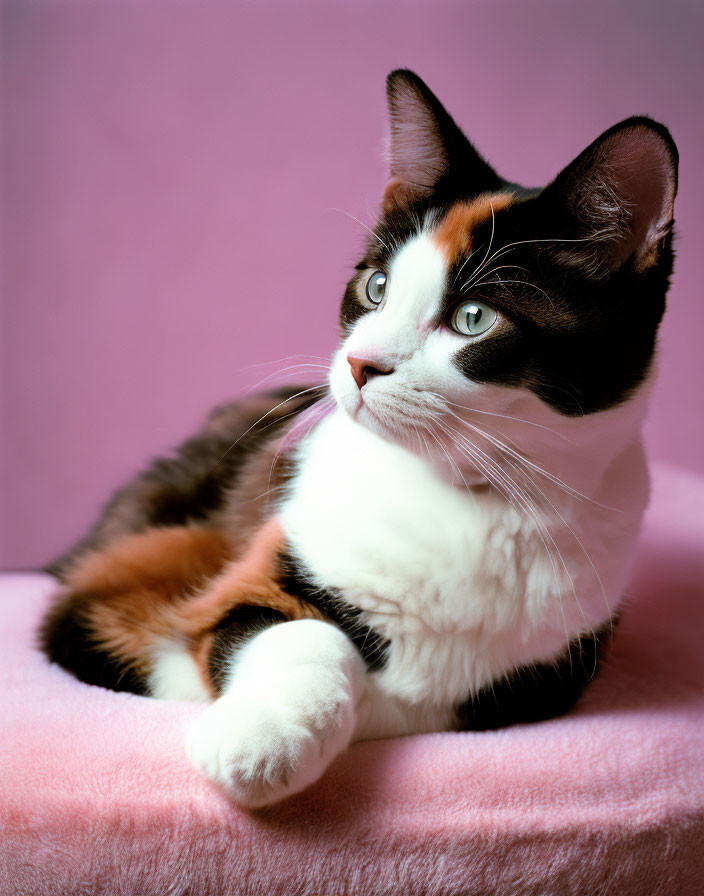 Tricolor Cat with Black, White, and Orange Fur on Pink Blanket