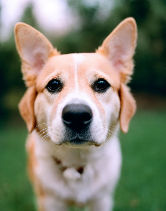 Tan and White Dog with Large Ears in Green Backyard