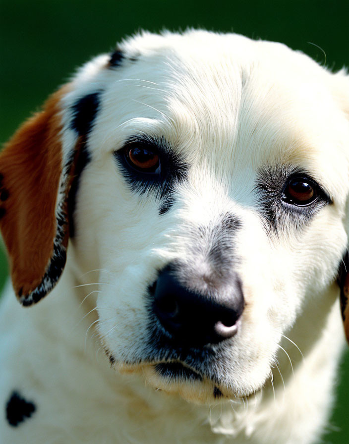 White and Black Spotted Dog with Soulful Eyes on Green Background