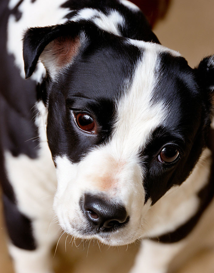 Curious Black and White Dog with Brown Eyes and Eye Patch