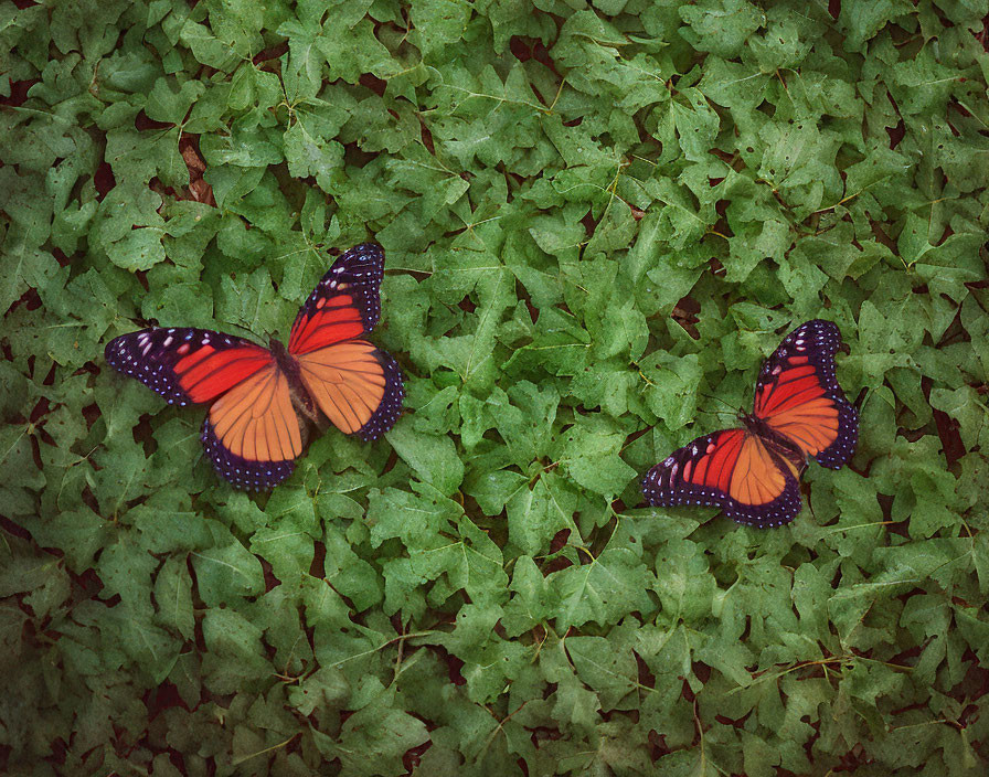 Two orange butterflies with black and white spots on green ivy leaves