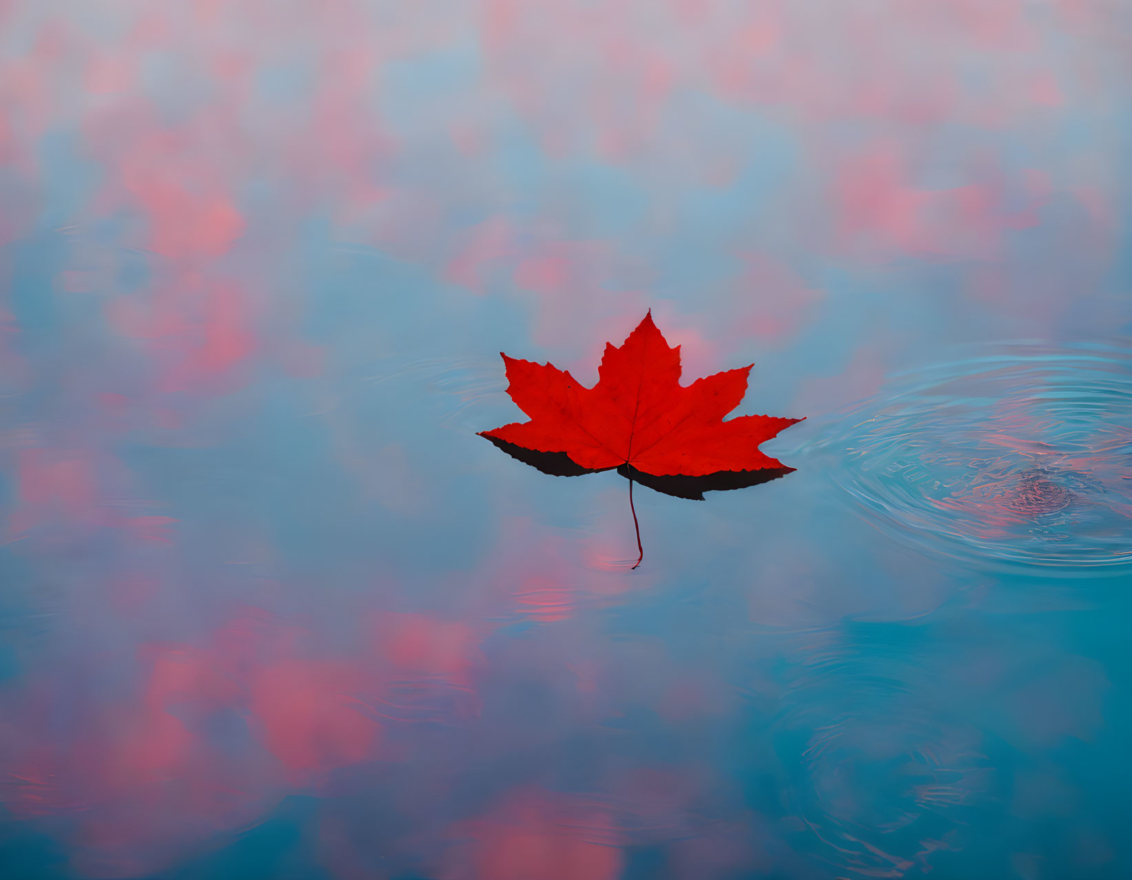 Red Maple Leaf Floating on Tranquil Blue Water Surface