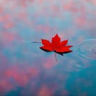 Red Maple Leaf Floating on Tranquil Blue Water Surface