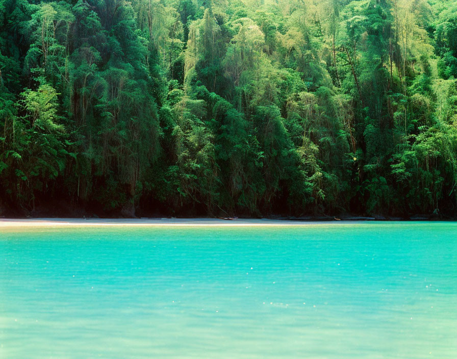 Scenic Tropical Beach with Green Forest and Blue Waters