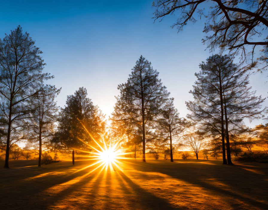 Scenic sunset view through tree grove with long shadows