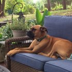 Regal boxer dog with pearl necklace on vintage sofa in lush garden.