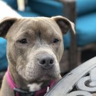 Enhanced blue-eyed dog with multicolored lighting effects on face