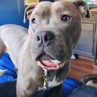 Hyper-realistic grey pit bulls with pink and white roses on dark blue backdrop