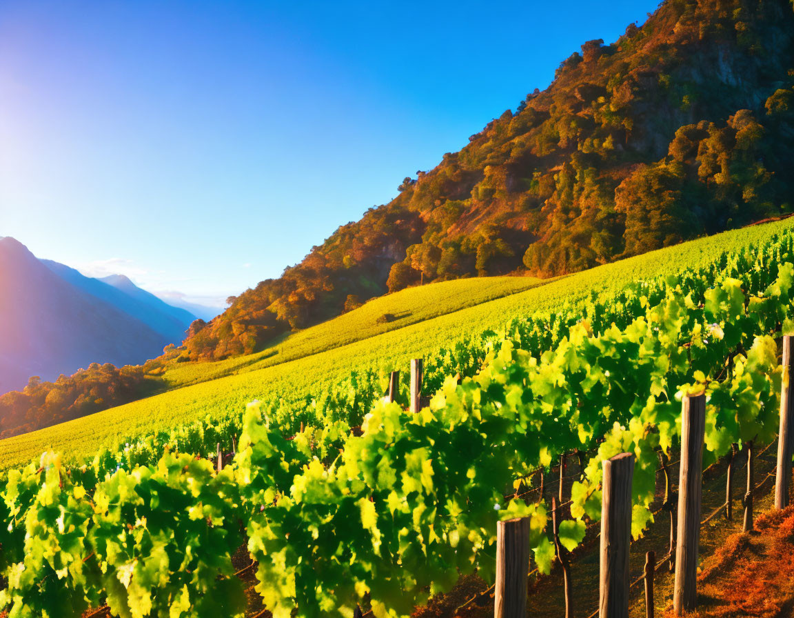 Scenic vineyard landscape at golden hour