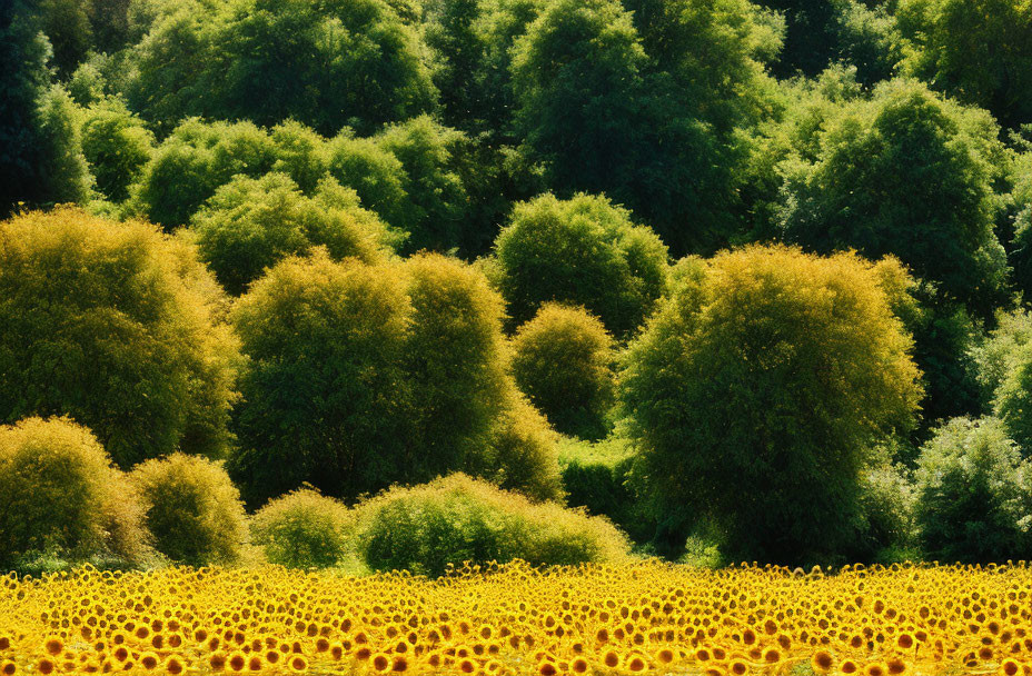 Vibrant sunflower field and lush green trees under bright sunlight