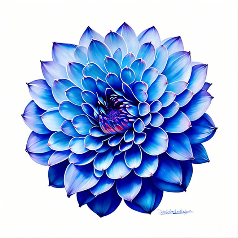 Colorful digital illustration: Blue dahlia with gradient petals on white background